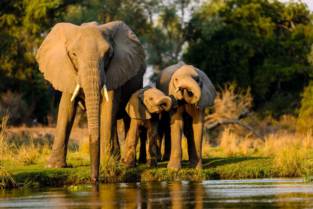 Zambia